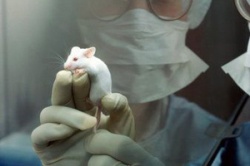 Japāņu zinātnieki no cilmes šūnām radījuši funkcionējošus smadzeņu audus