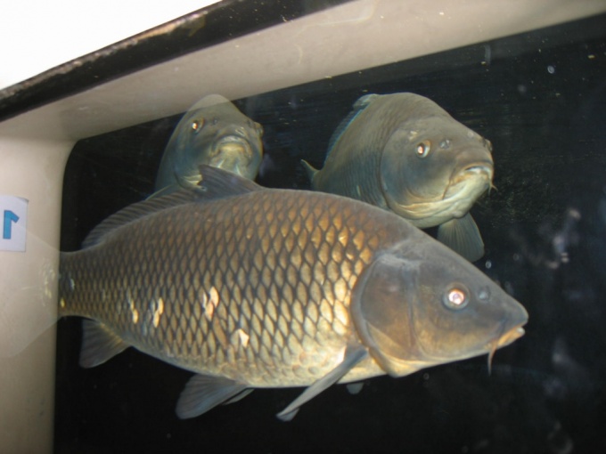 Nedēļas nogales brauciens